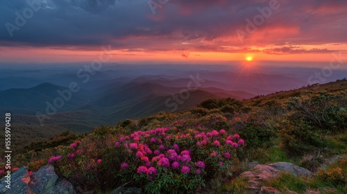 Fototapeta Naklejka Na Ścianę i Meble -  Roan Mountain Rhododendron Bloom at Sunset with Striking Pink and Orange Skies Above