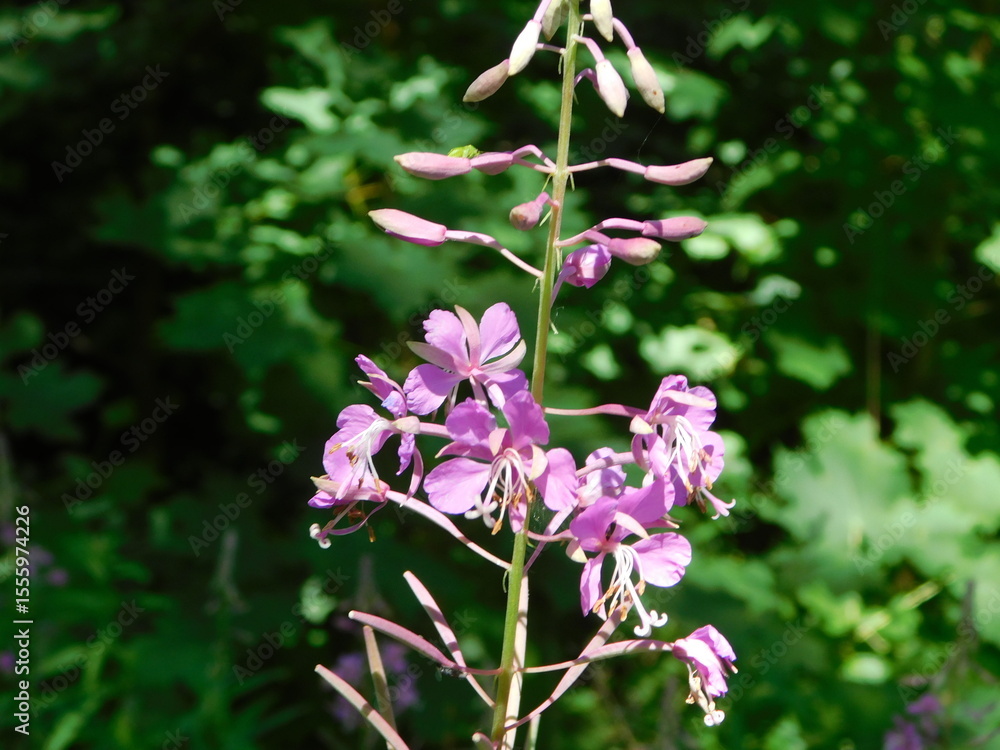 Fototapeta premium pink flowers in the forest