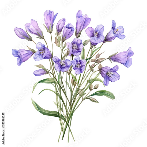 A Milkwort Bouquet, watercolor illustration vector, isolated on a white background.