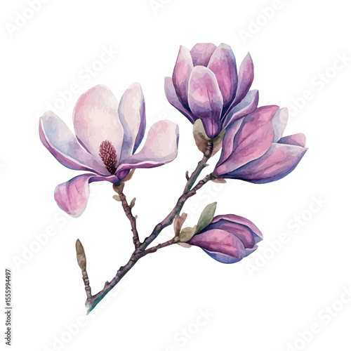 A Magnolia Blossom Stem, watercolor clipart vector, isolated on a white background.