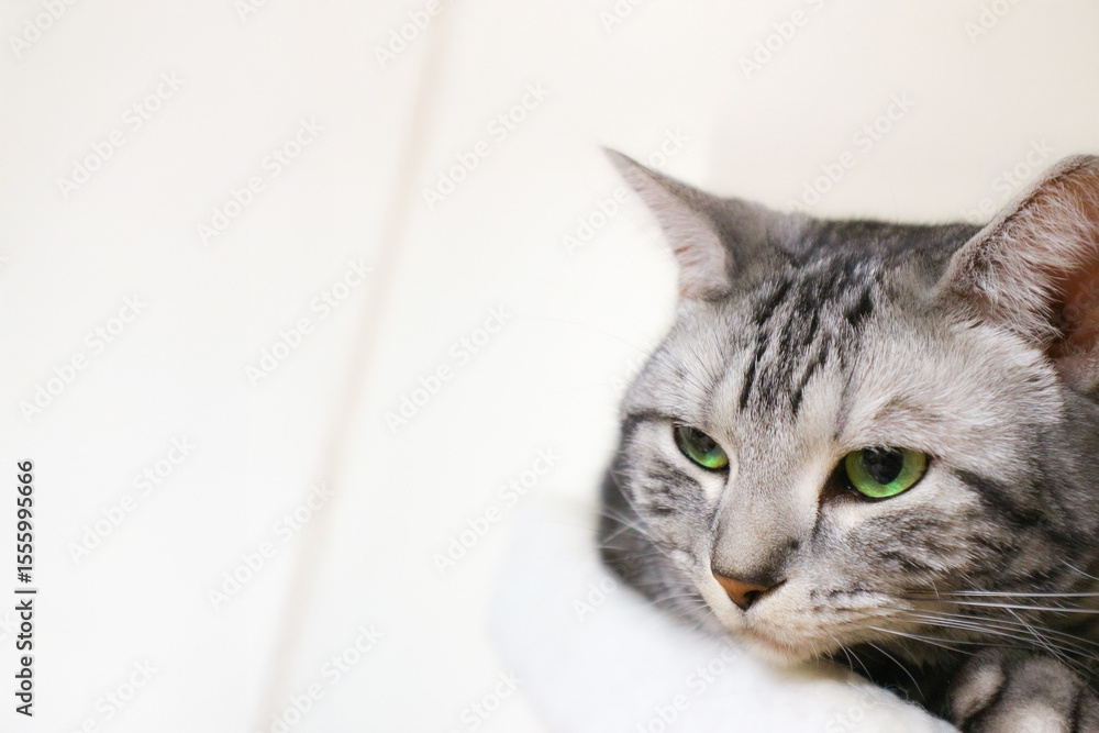 Obraz premium 思案中のアメショ