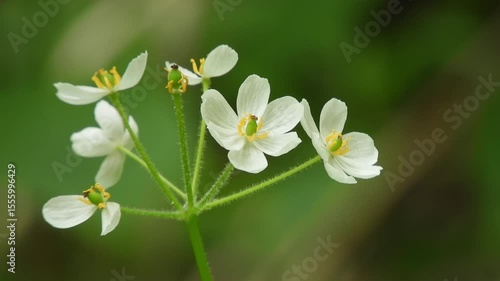 [4K] White Flowers of Diphylleia grayi(Sankayou) Blooming on the Deep Mountain Forest Floor  新緑の森の林床：サンカヨウの清楚な白い花と静寂な深山の自然風景 撮影日：20250614-1