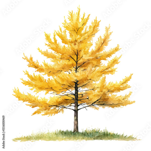 watercolor of A Larch Tree, vector, isolated on a white background.