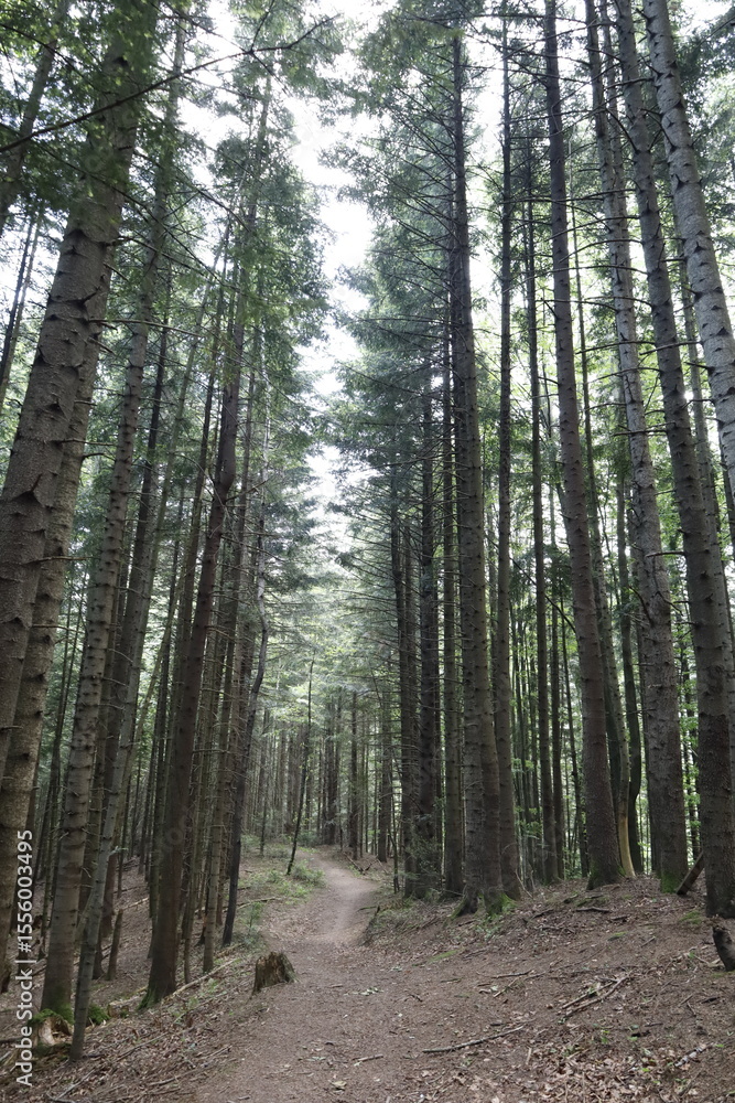Obraz premium path in the forest