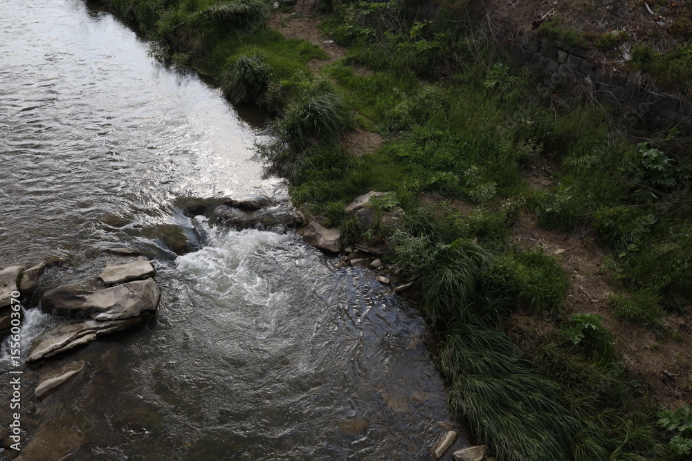 Fototapeta premium river in the forest