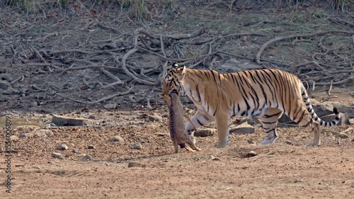 Bengal tiger (Panthera tigris tigris) with prey in mouth, Tadoba-Andhari Tiger Reserve, India, Asia