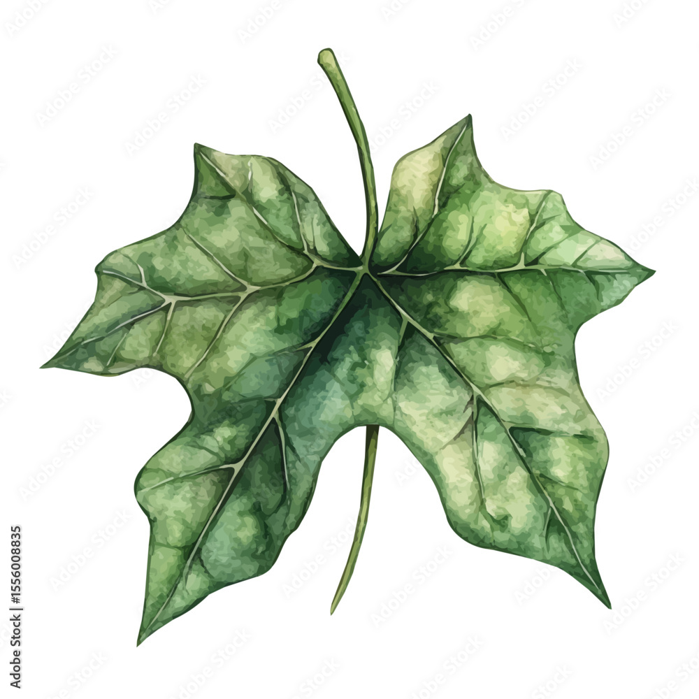 Naklejka premium A Ivy Leaf, watercolor clipart vector, isolated on a white background.