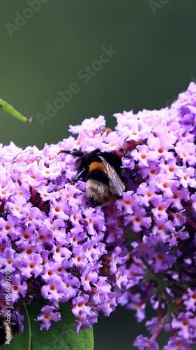 Bumble Bee On lilac Flower, vertical video
