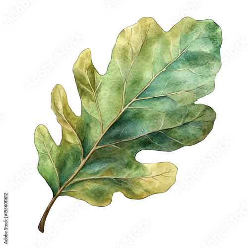 A Holm Oak Leaf, watercolor clipart vector, isolated on a white background.