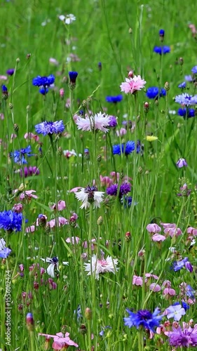 wild flowers in a field, summer background, vertical video
