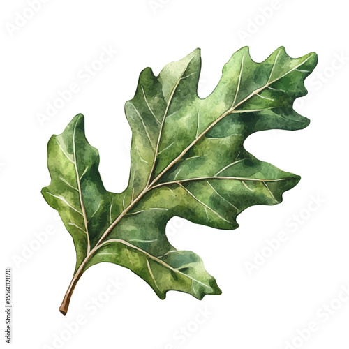 A Holm Oak Leaf, watercolor painting vector, isolated on a white background.