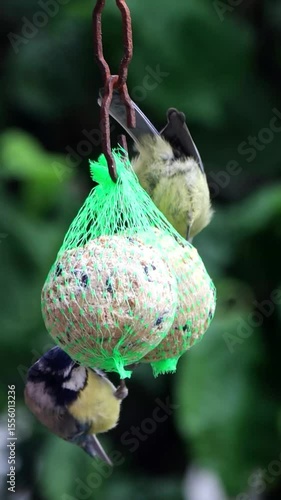 bird blue tit Parus caeruleus on fat ball, vertical video
