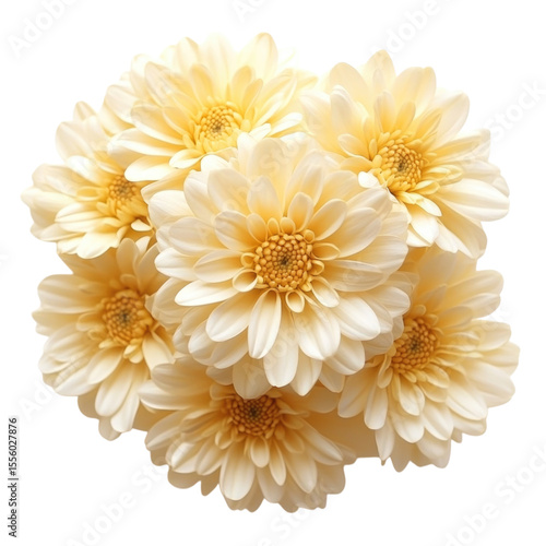 Beautiful light yellow daisies arranged in a cluster for decorative purposes transparent background, cutout PNG
