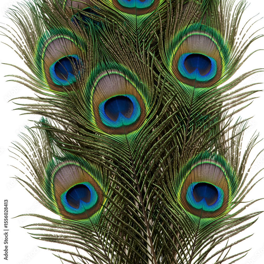 Fototapeta premium peacock feather close up