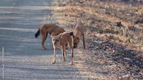 pack of dhole (Cuon alpinus) or indian wild dog, Tadoba-Andhari Tiger Reserve, India, Asia