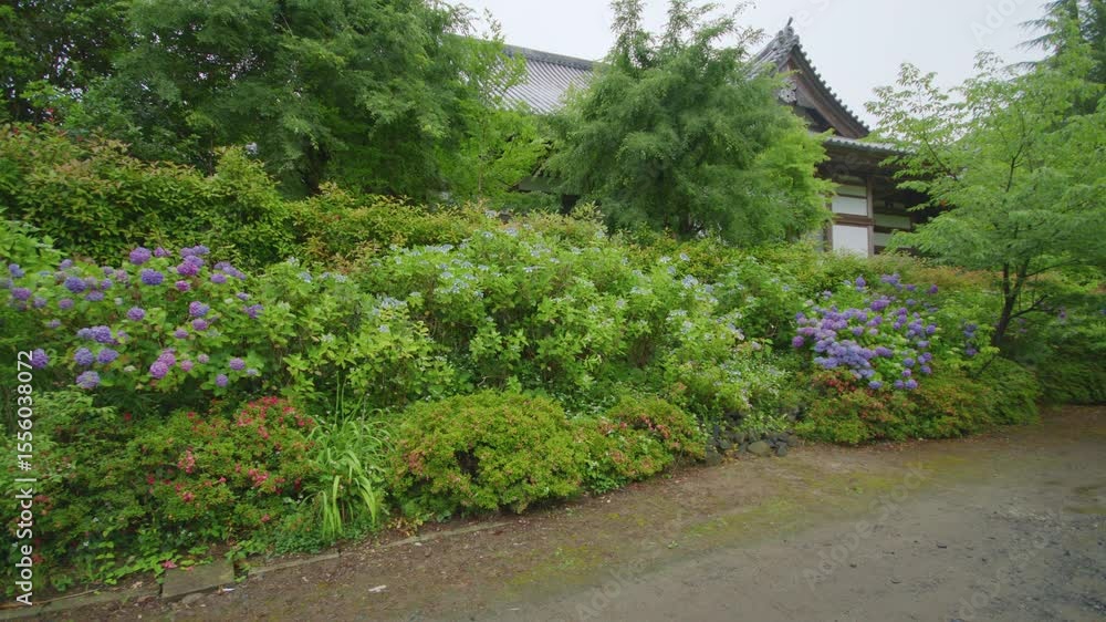 雨に濡れて咲き誇る紫陽花の花々 Hydrangea flowers blooming in the rain 雨に濡れて咲き誇る紫陽花の花々 Hydrangea flowers blooming in the rain