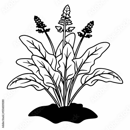 Elegant Black and White Illustration of a Blooming Plantain Lily Plant