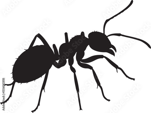 Army ant in silhouette image white.