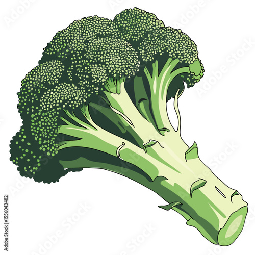 Broccoli isolated on white background, broccoli isolated on white