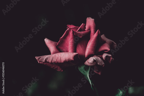 Red rose on black background