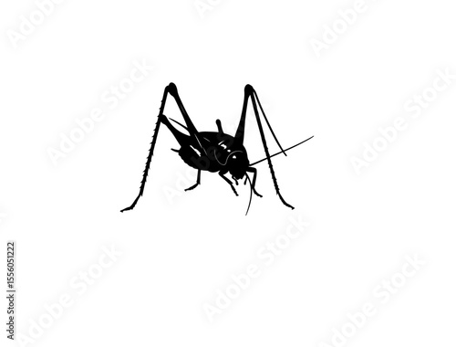 Cricket insect in silhouette image white.