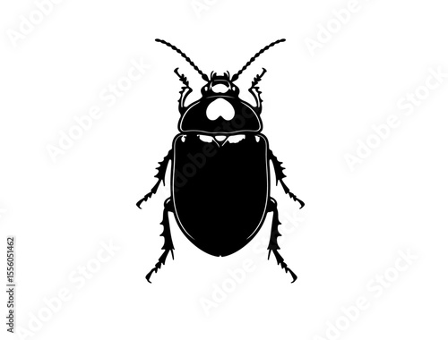 Cucumber beetle insect in silhouette image white background.