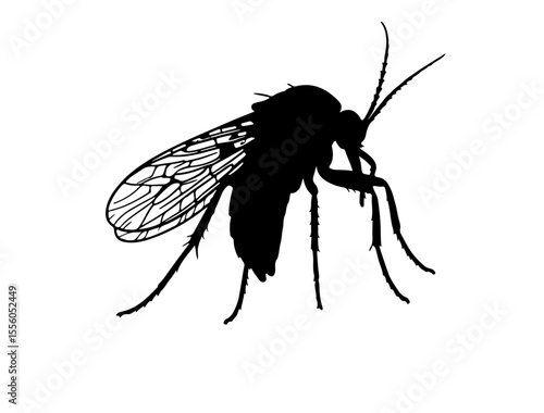  Fungus gnat insect in silhouette image.