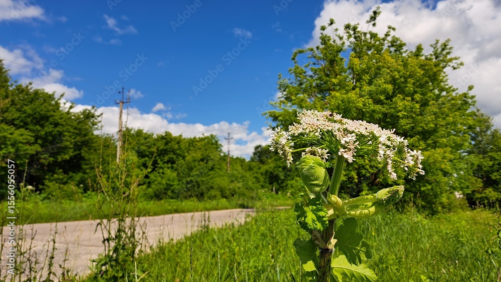 Fototapeta premium Sosnowsky's hogweed stands tall in a lush green field, surrounded by vibrant foliage and a clear blue sky, showcasing its striking white flowers and unique structure