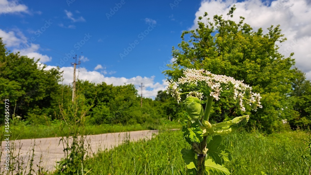 Fototapeta premium Sosnowsky's hogweed plant with large white flowers stands prominently in a lush green field under a bright blue sky, showcasing its unique botanical features and natural environment