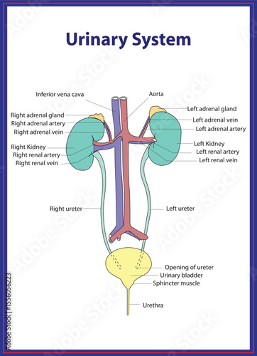 Anatomical Illustration of the Human Urinary System