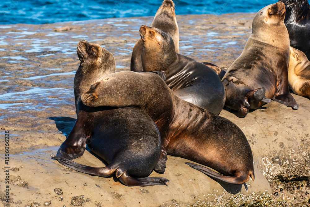 Fototapeta premium South American Sea Lion , Peninsula Valdes ,Chubut,Patagonia, Argentina