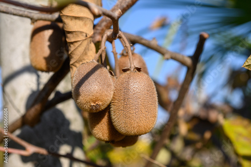 A bunch of kiwi fruits is hanging on a branch with dry leaves.