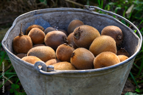 A metal bucket filled with fresh kiwi fruits.