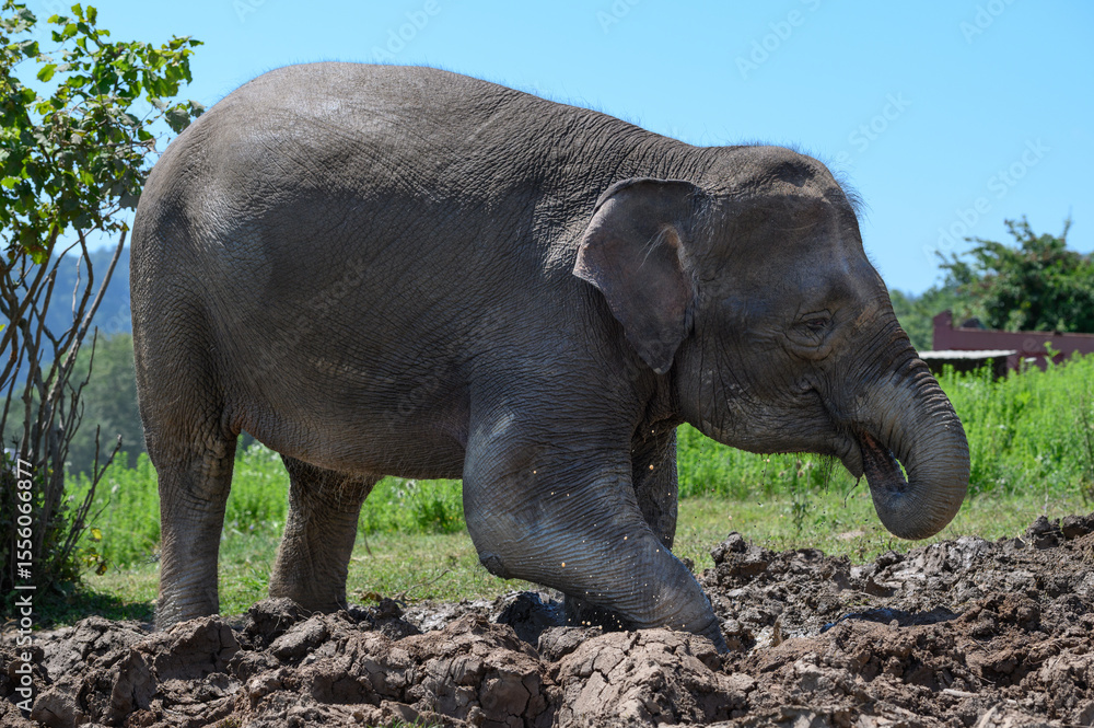 Naklejka premium An Asian elephant, with its trunk in its mouth, stands in the mud on a clear sunny day.