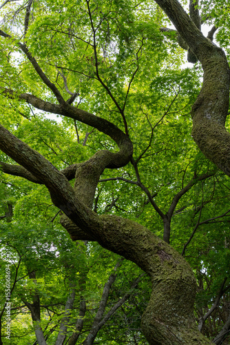 青もみじと苔が彩る日本の森の風景