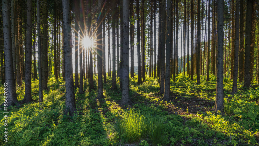 Fototapeta premium when the sun is cutting the forest - Wenn die Sonne den Wald zerteilt