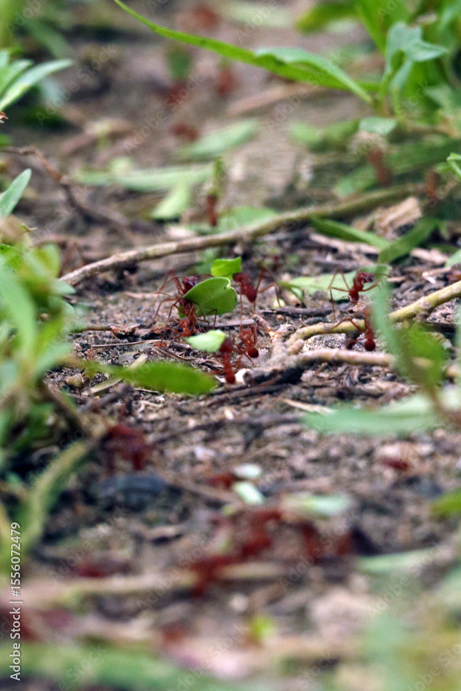 Atta cephalotes, Tayrona Park, Colombia Atta cephalotes, Tayrona Park, Colombia
