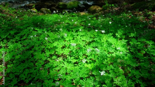 川の近くで咲く野花,Wildflowers blooming near the river