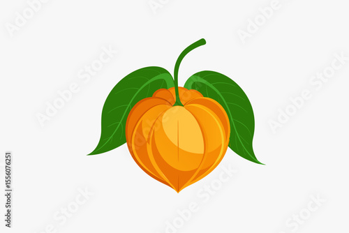 physalis minima
