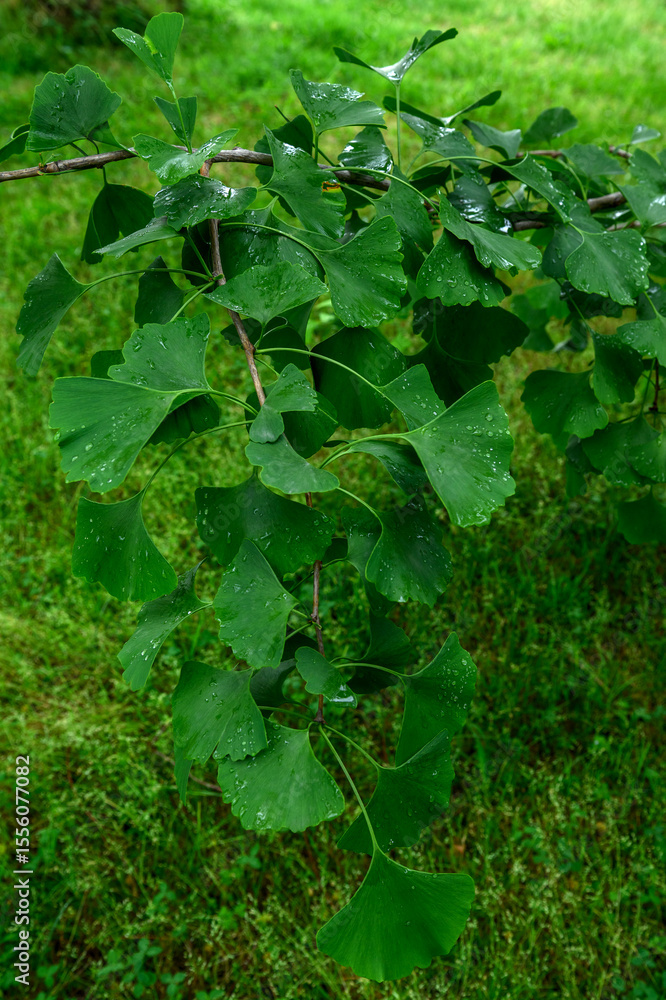 A branch of the ginkgo biloba tree in drops of water after rain. A branch of the ginkgo biloba tree in drops of water after rain.