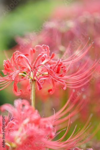 Red Spider Lily Close-up with Soft Bokeh Background – Autumn Seasonal Flower in Japan
