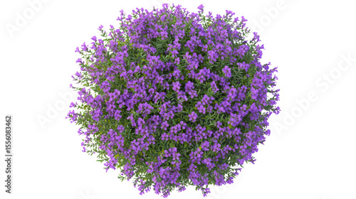 Vibrant purple flowers blooming in a garden nature photography top view serene environment floral concept for seo impact