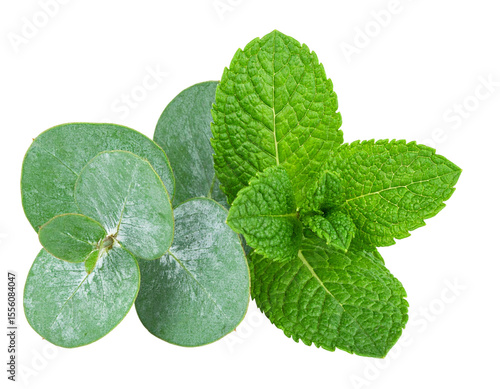 Eucalyptus and Mint Leaves