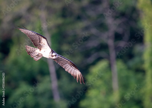 Osprey