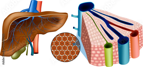 Human Liver Anatomy with Hepatic Lobule and Portal Triad Structure. Medical Illustration of Liver with Microscopic Hexagonal Lobule Detail