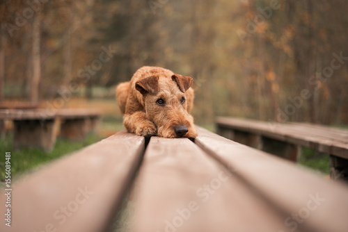 Fotografía Irish terrier on the bench in the park