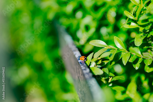 Ladybug walking along a garden fence in spring greenery. Macro of a ladybug on a black fence, surrounded by vivid green leaves in natural spring sunlight.