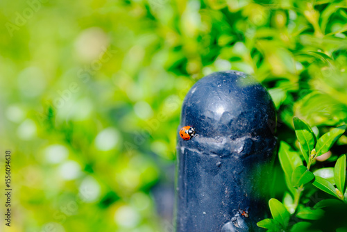 Ladybug walking along a garden fence in spring greenery. Macro of a ladybug on a black fence, surrounded by vivid green leaves in natural spring sunlight.