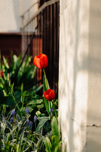 Red tulips by the wall in evening sunlight. Tulip flowers glowing in warm evening light, growing beside a pale house wall.