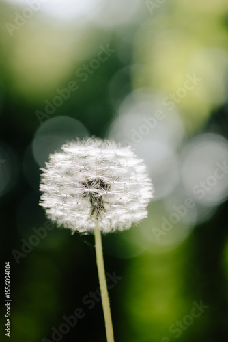 Dandelion in full bloom with bokeh background. Close-up of a delicate dandelion in sunlight, with a soft and dreamy bokeh background.